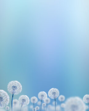 white dandelions on blue background