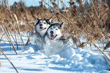 Huskies run on a snowdrift in the reeds in winter