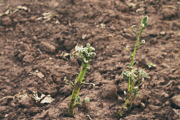Potato poisoning pesticides. Bad harvest