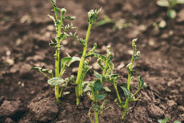 Effects Of Herbicides On Potato. Clopyralid olamine action on plants