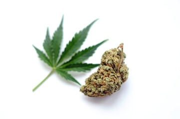 Cannabis leaf with marijuana bloom isolated on white background. Medical marijuana. Legalization concept.