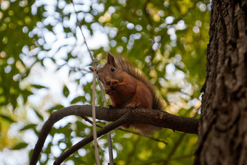 A fluffy little squirrel rodent on a tree trunk feeder bank holds a nut in its paws and eats a blurry background