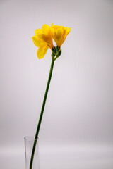 A yellow freesia in a slim glass flower vase on the white background