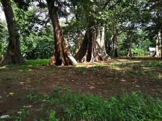 the lian tree in the heavenly village
