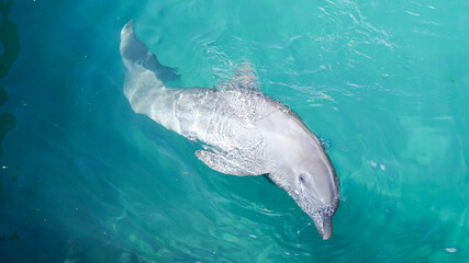 dolphin swimming in the water © Sandra Garcia Rojas
