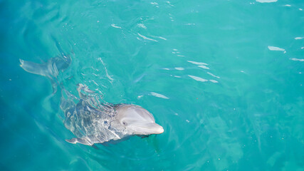 dolphin in the water © Sandra Garcia Rojas