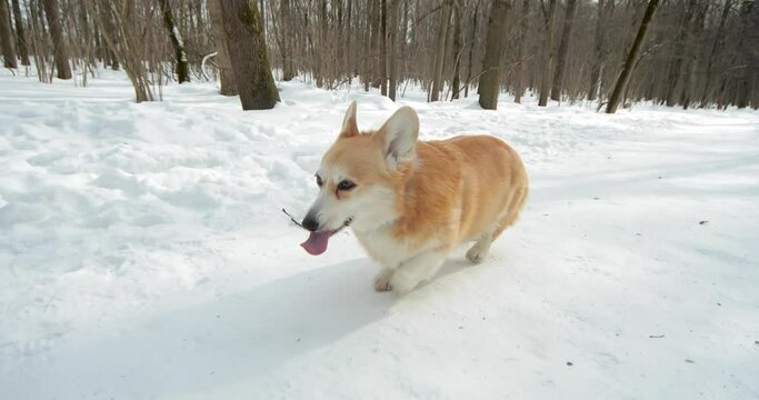 Cute welsh corgi dog, on white snow, running towards the camera, close-up of a pet, 4k.