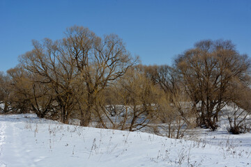Spring walk in the floodplain of the Desna River