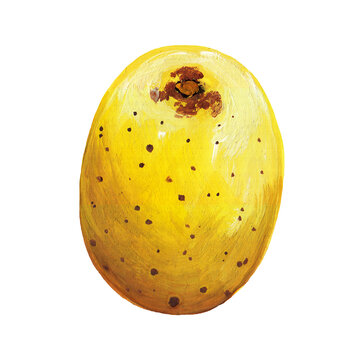 Drawing fruit of the marula or Sakoa - an exotic fruit from Africa. Yellow realistic whole Sclerocarya birrea isolated on white