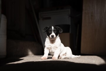 Black dog puppy sitting on sun. dog portrait isolated.