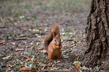 A fluffy little squirrel rodent on the ground holds a nut in its paws and eats a blurry background