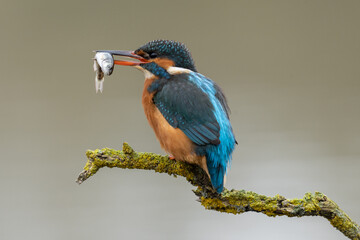 Kingfisher (Alcedo Atthis) Adult female with blue and orange feathers. Diving bird perched with a blurred background. 
