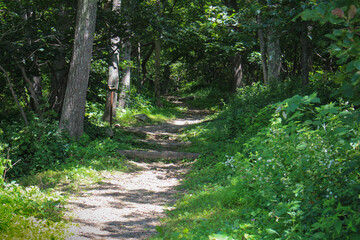 Path in the forest