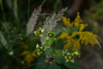 Cup plant and other plants