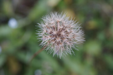 thistle in bloom