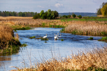 Wiosna na Podlasiu, Polska