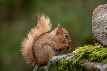 Naklejka na ściany i meble Adult red squirrel in Yorkshire England. Snaizholme Trail Red Squirrels near Hawes in the Yorkshire Dales