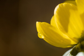 bl&uuml;hender Winterling