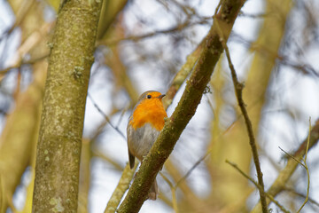 Close_up_Robin_bright_red_3_in_branch_of_tree