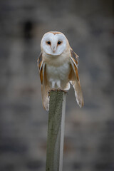 Barn Owl (Tyto Alba) in the english countryside. Nocturnal white owl hunting in daylight. 