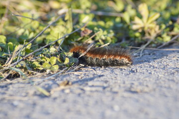 close up of a caterpillar