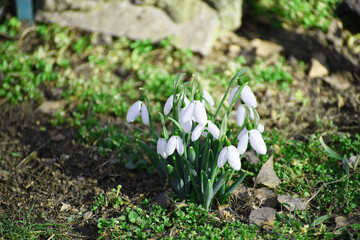 Close-up snowdrops in spring,photo