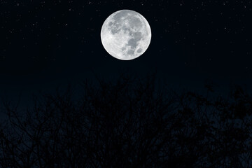Obraz na płótnie Canvas Full moon on sky with silhouette tree branch. 