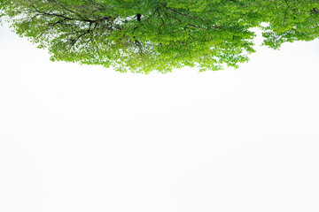 Nature of green leaf in garden at summer. Natural green leaves plants using as spring background cover page greenery environment ecology wallpaper