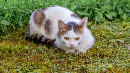 White spotted cat lying in the garden on the grass