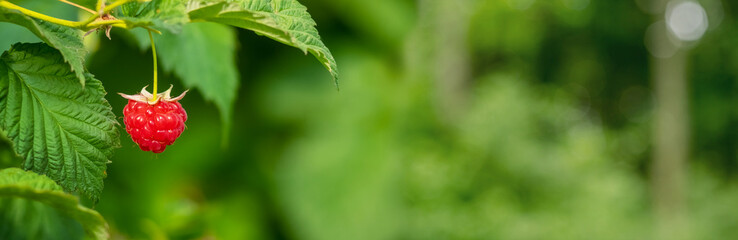 Red raspberries in the garden on a blurred background, panorama