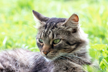 Fluffy cat lies in the garden on the grass in sunny weather