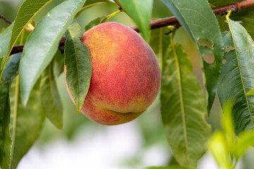 Big ripe peach and green leaves on a tree