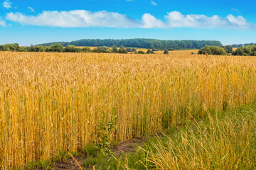 Wheat field and forest in the distance in sunny weather