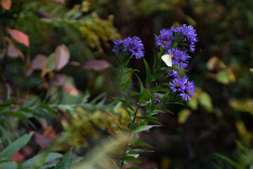 Fototapeta premium A butterfly on purple flowers