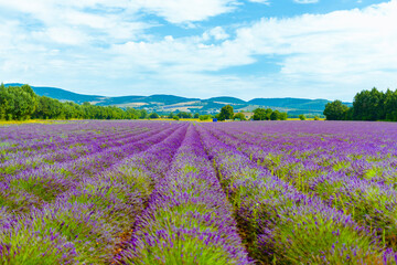 Fototapeta na wymiar lavender field and blue sky in spring