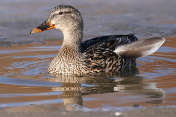Mallard ducks in the park in a mud puddle feeding on submerged grass in early spring
