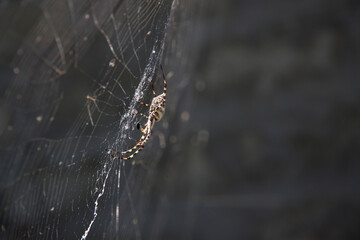 A huge spider is hanging on the web. Insects in nature.