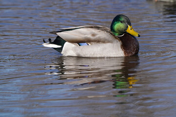 Mallard ducks in the park in a mud puddle feeding on submerged grass in early spring
