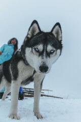 Naklejka premium siberian husky dog
