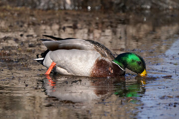Mallard ducks in the park in a mud puddle feeding on submerged grass in early spring
