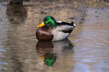 Mallard ducks in the park in a mud puddle feeding on submerged grass in early spring

