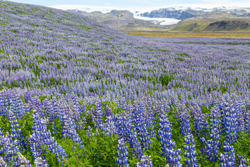 Fototapeta premium A roadside field of Alaskan lupins in southern Iceland