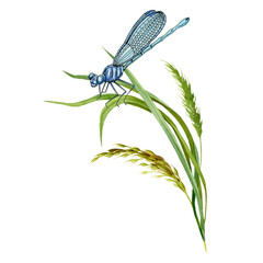 Beautiful dragonfly insect and meadow herbs. Dragonfly watercolor hand drawn image. Elegand wild insect with wild plants. Side view. Damselfly on green grass spikelets.