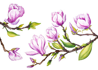 Fototapeta premium Magnolia branch with flowers. Watercolor illustration on white background.