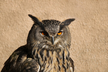 Uhu Portrait vor braunem Hintergrund