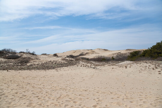 Bullmastiff and great dane on the beach