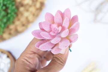 hand holding a beautiful Mini Cactus Succulents flat lay nature artistic vintage on a blurry artistic natural bright white background