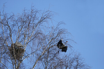 Graureiher im Nest und beim Fliegen