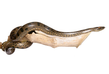 Obraz premium Green anaconda