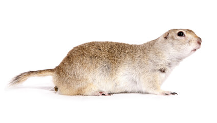 Ricardsons Ground Squirrel